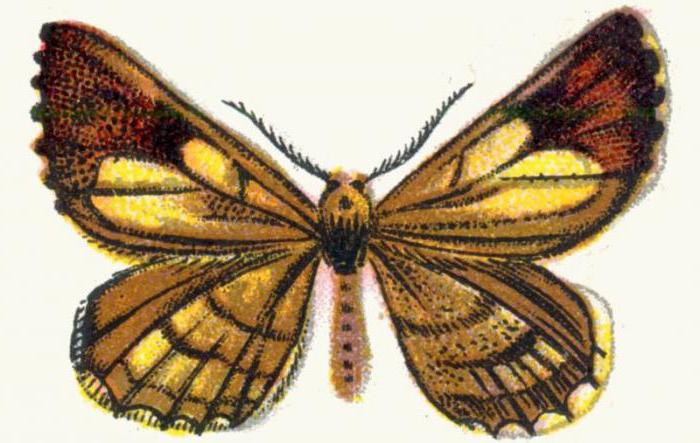 pine moth