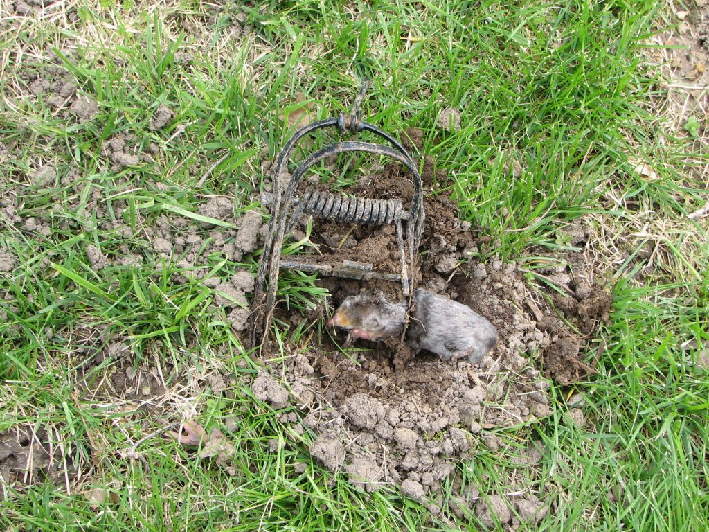 Mole trap