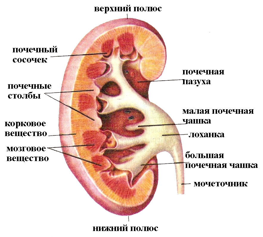 Строение почки