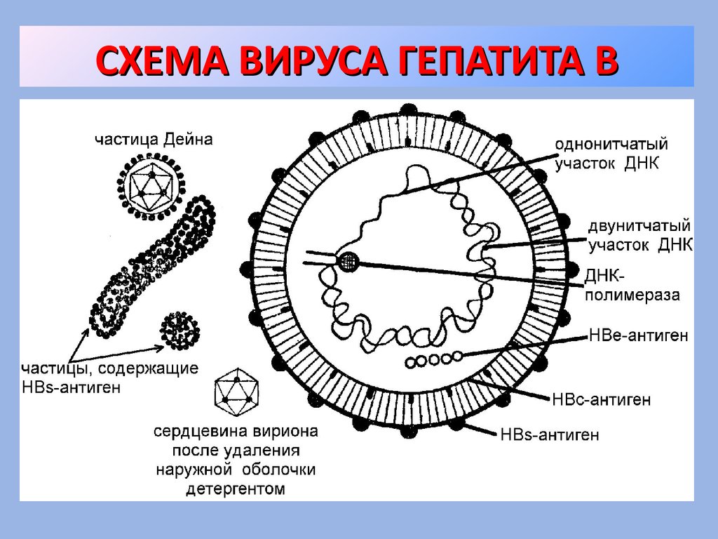 Схема вируса