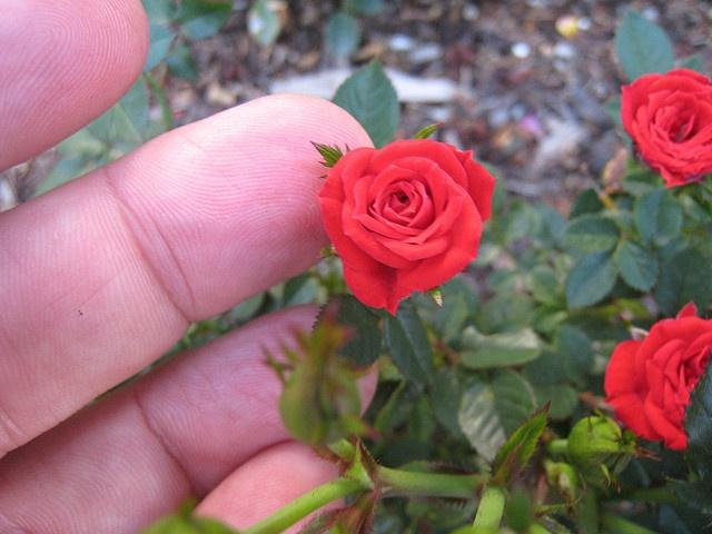 Маленькая роза