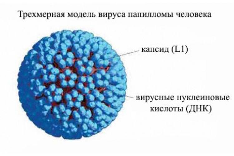 Вирус Папилломы человека