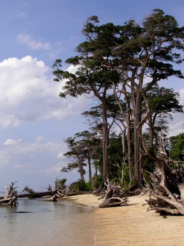 Spider tree