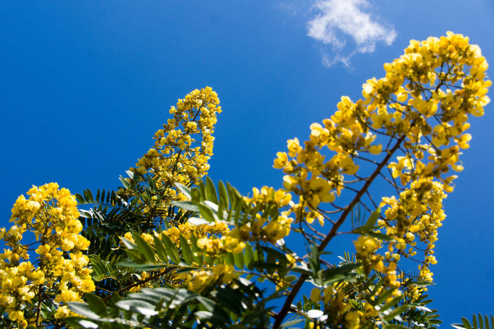 Flowering tree spider