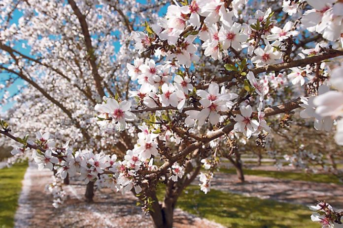 Flowering almonds