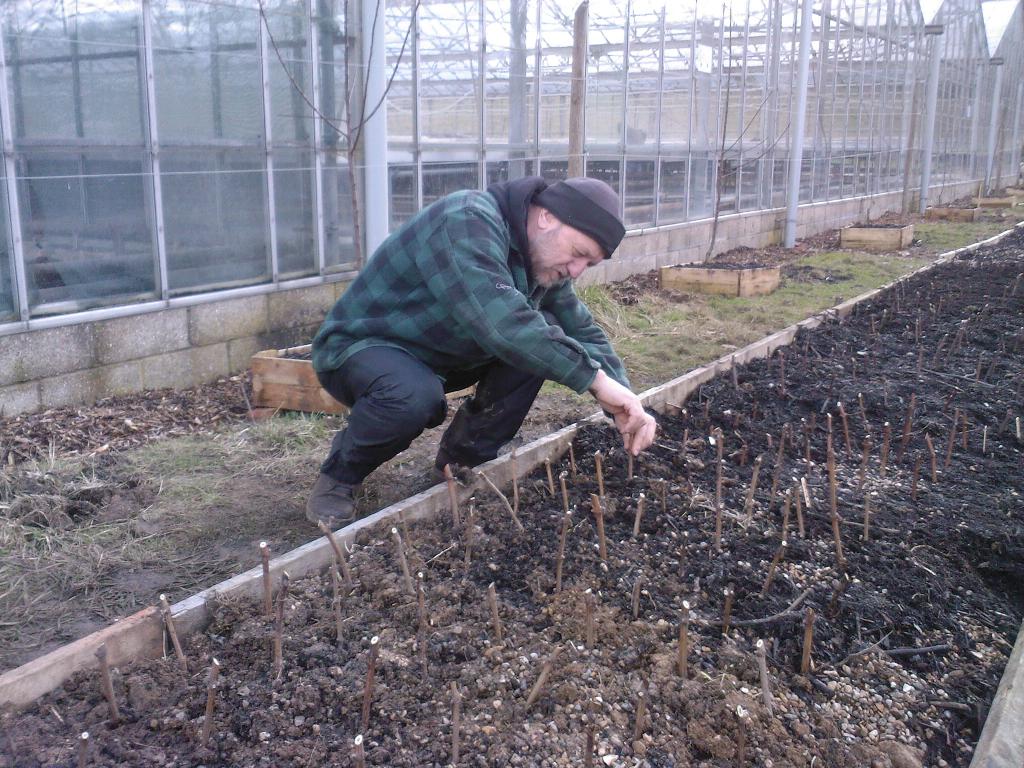 Planting cuttings