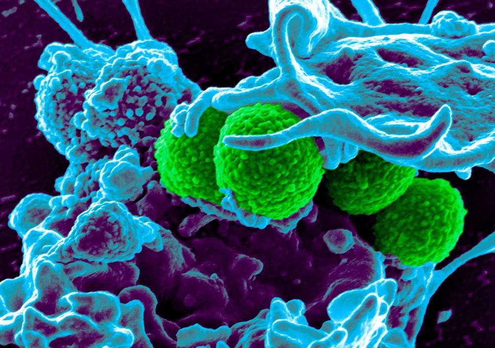 Патогенные бактерии
