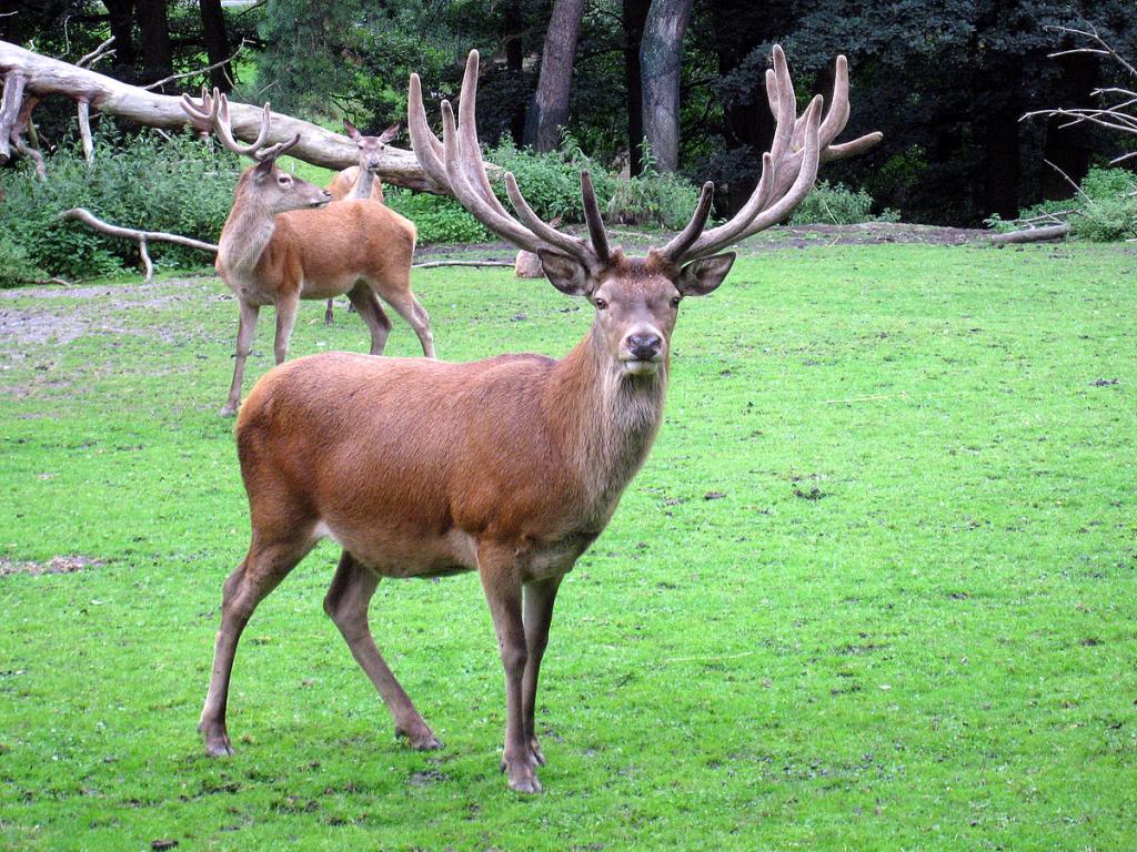 Maral - a type of deer