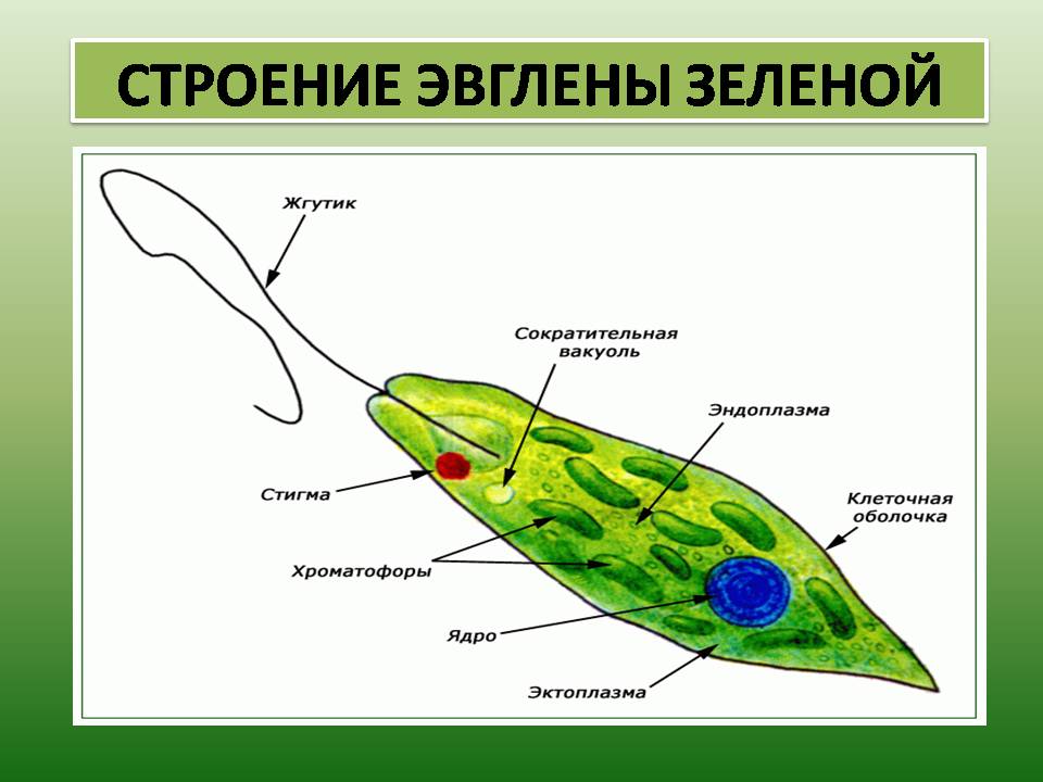 Эвглена зеленая строение с подписями рисунок