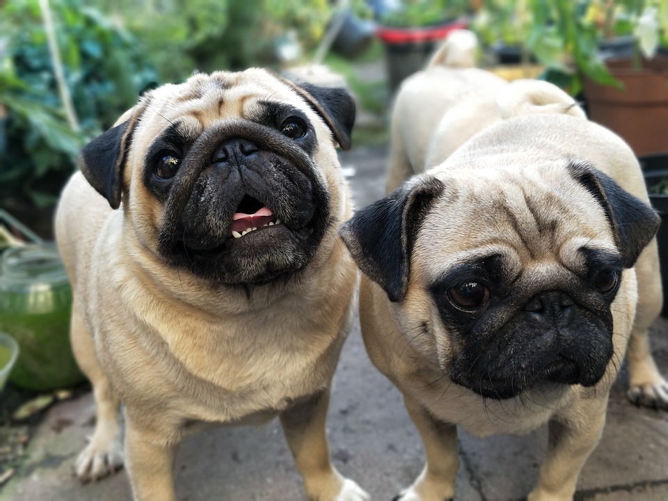 Pugs for a walk