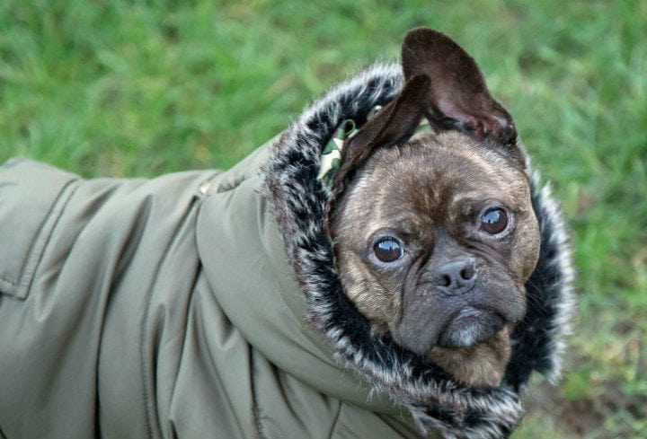 Pug in clothes