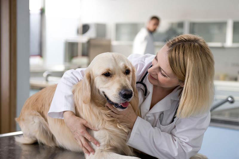 Dog in the veterinarian