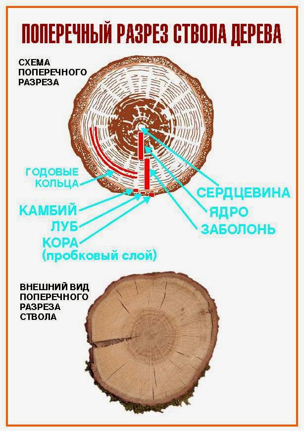 Как называется рисунок на продольном разрезе древесины