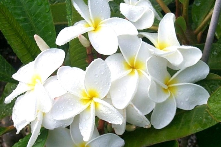 White plumeria