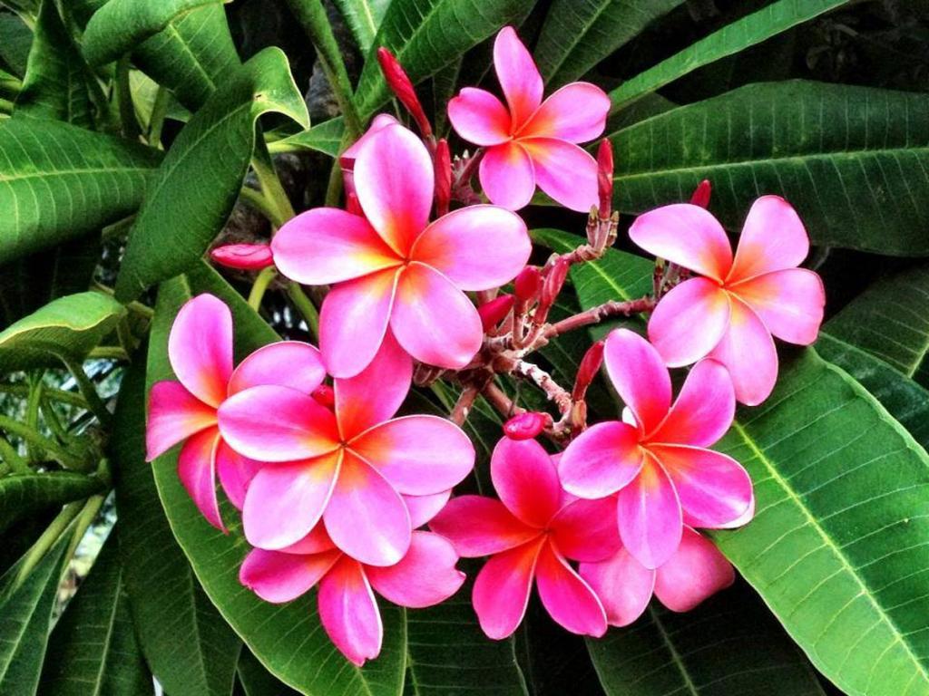 Pink plumeria