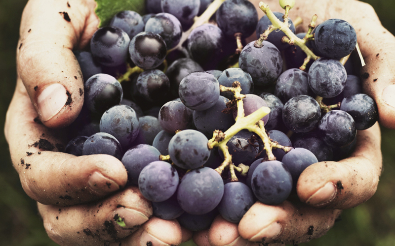 Грязные руки и виноград