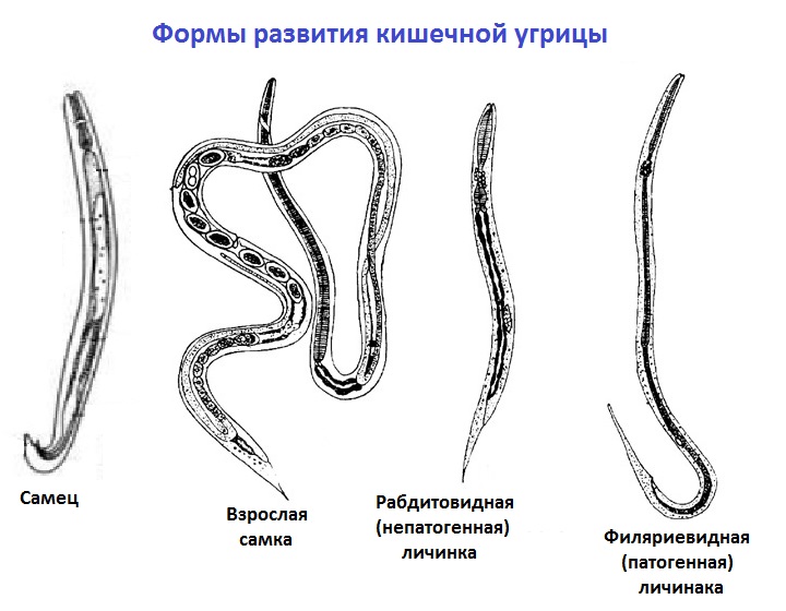 Жизненный цикл угрицы. Рабдитовидные личинки угрицы кишечной. Угрица кишечная strongyloides stercoralis. Морфология и анатомия угрицы кишечной. Формы развития кишечной угрицы.