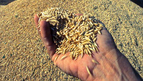  уборка пшеницы 