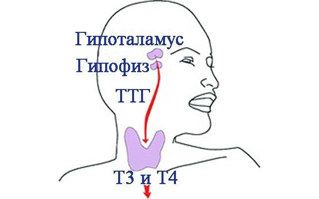 строение щитовидной железы