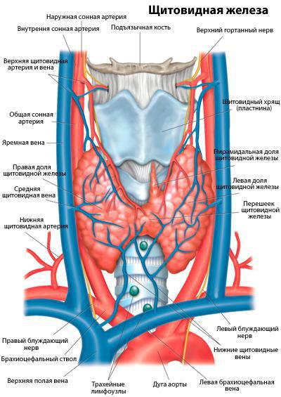 гистология узла щитовидной железы