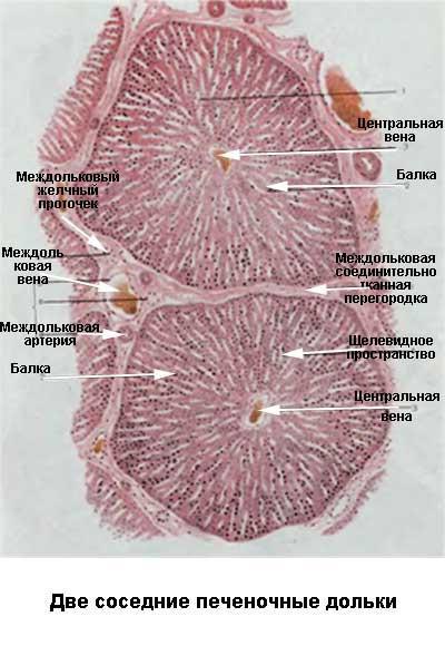 bile ducts in the hepatic lobule