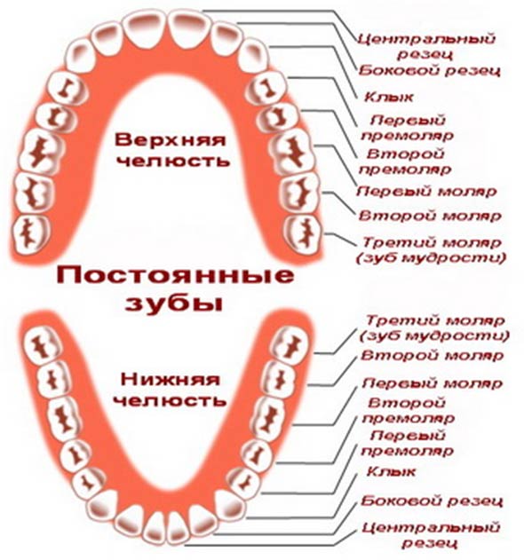 В каком возрасте выпадают молочные зубы у детей схема верхние и нижние
