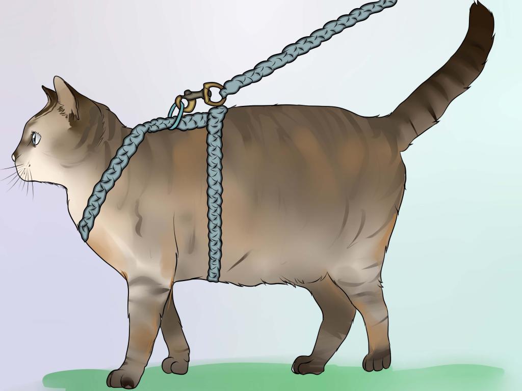Как правильно одеть поводок на кошку пошаговое фото