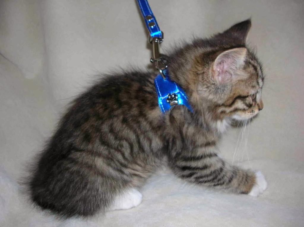 harness for cat photo