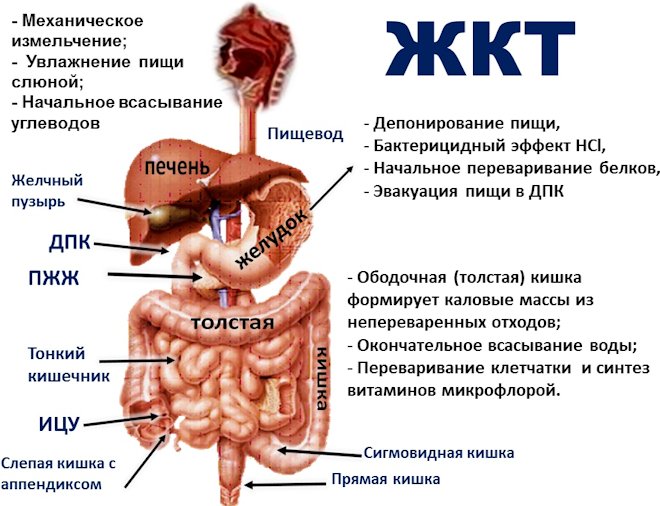 нижняя часть желудка