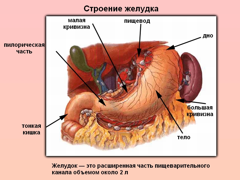 Строение желудка картинка