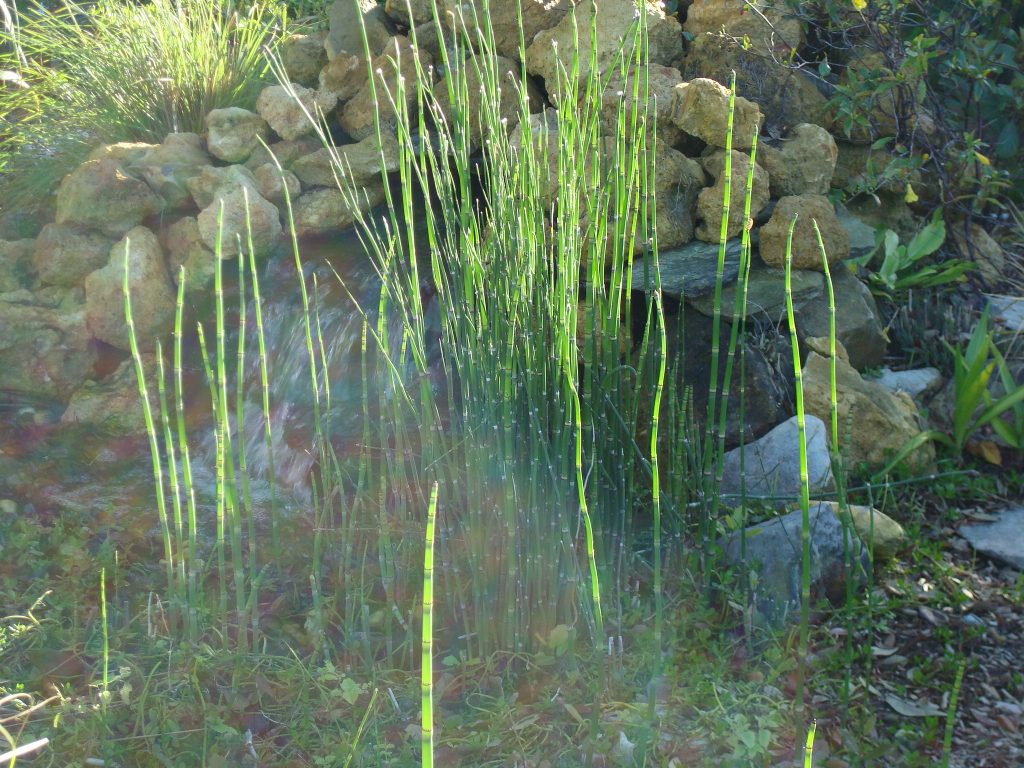 horsetail field photo medicinal properties and contraindications