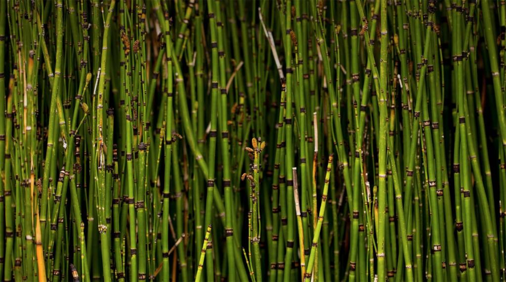 horsetail medicinal properties and contraindications photo