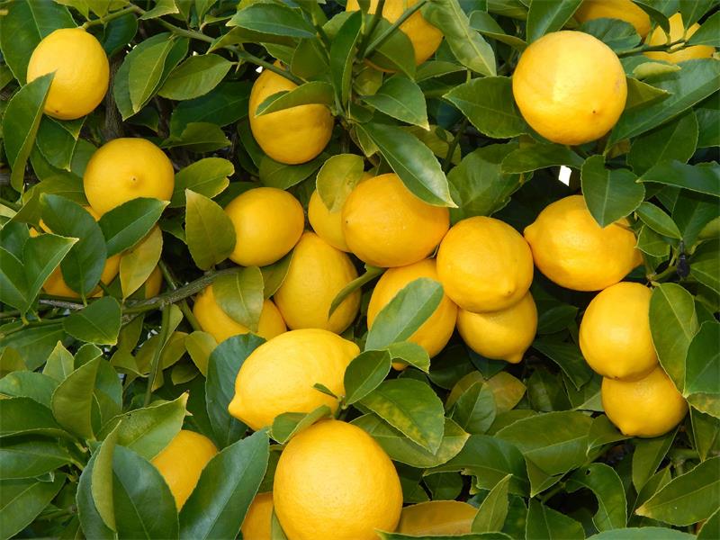 Лимон при подагре: польза или вред, правила употребления