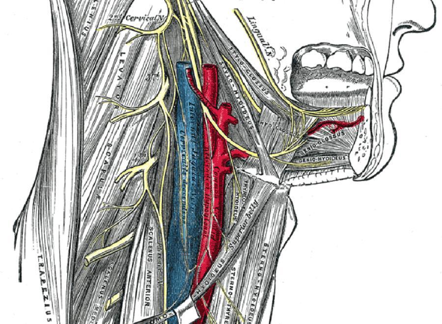 Неприятный нерв. Языкоглоточный нерв анатомия топография. Подъязычный нерв анатомия. XII пара. Подъязычный нерв (n. hypoglossus). Nervus hypoglossus иннервирует.