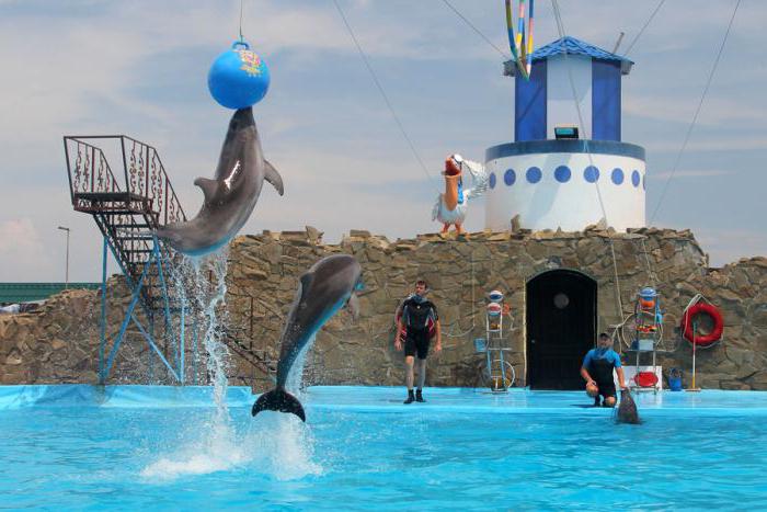 dolphinarium nesk