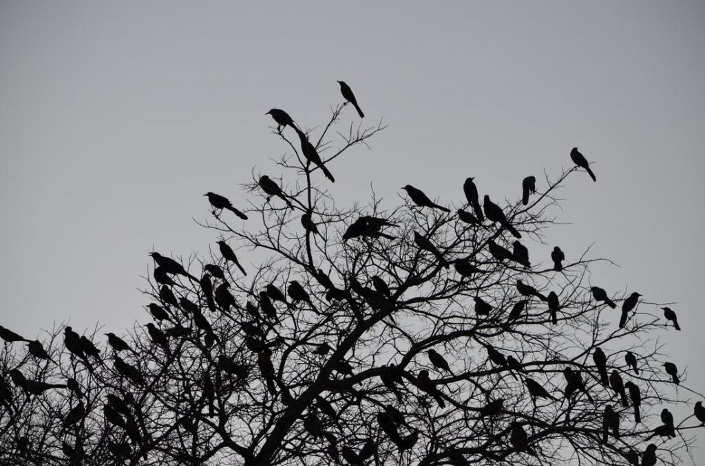 why dream a flock of black birds