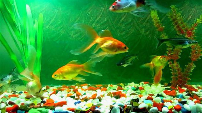 сколько раз кормить рыбок в аквариуме