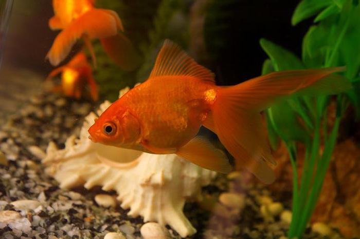 сколько раз кормить золотых рыбок в аквариуме