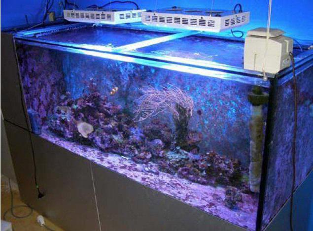 аквариум для начинающих