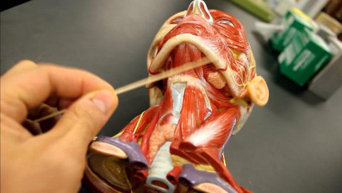 челюстно подъязычная мышца