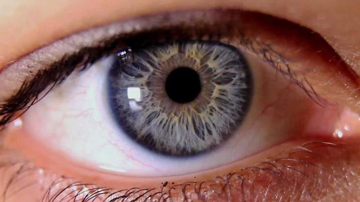  расположение структуры глаза