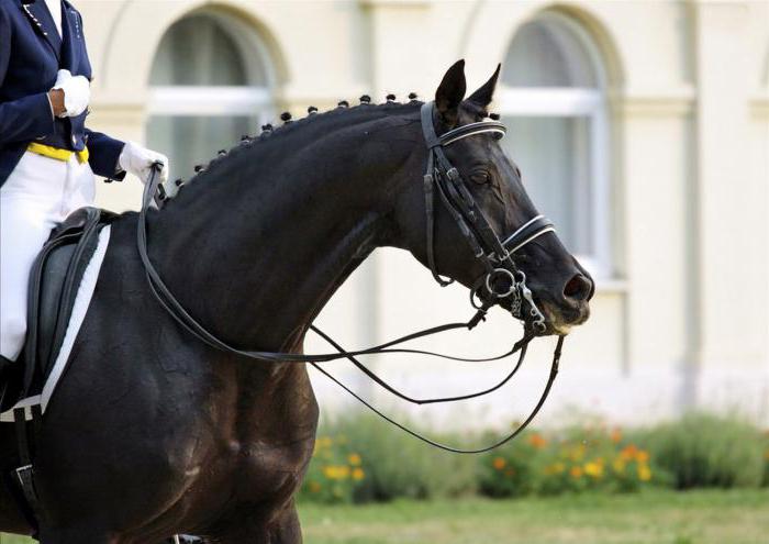 Русские породы лошадей с фотографиями