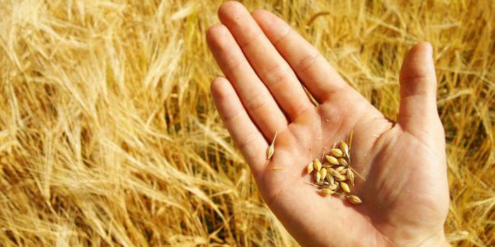 один из видов пшеницы полбы