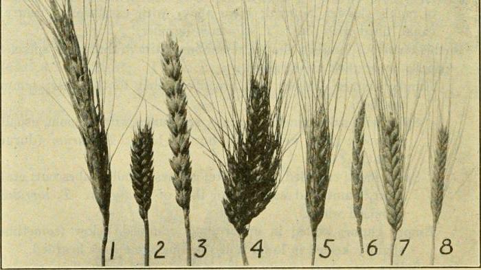 вид растения пшеница