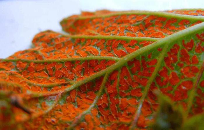 spore-bearing stage of development in rust fungi