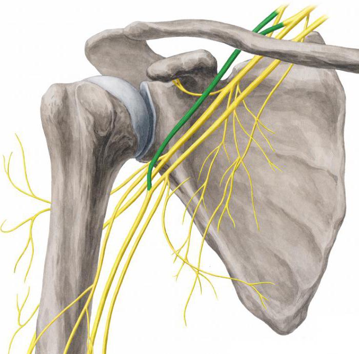 шейное и плечевое сплетение анатомия