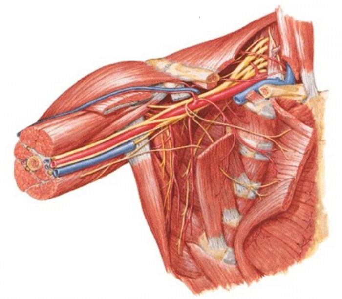 плечевое сплетение анатомия схема