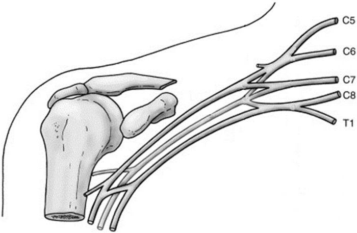 плечевое сплетение анатомия фото