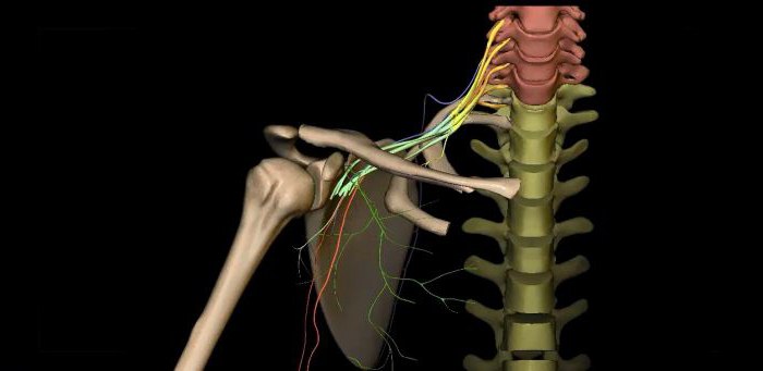 плечевое сплетение анатомия человека
