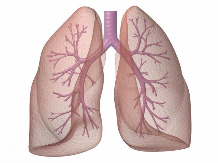 гистология дыхательной системы строение